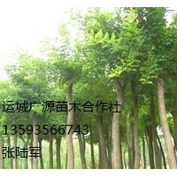 國槐出售、6、7公分國槐低價供應