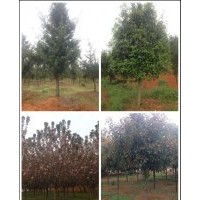 長期供應大量櫻花、桂花、樟樹、羅漢松、高桿紅葉石楠等