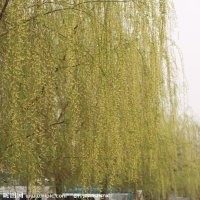 河北垂柳小苗|垂柳價格