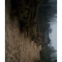 供應紫葉李、國槐、法桐、垂柳