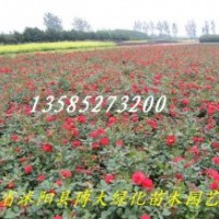 豐花月季、紅帽月季、黃帽月季、品種月季130 余種