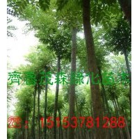 現在那里有8公分、10公分國槐出售