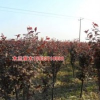紫葉李報價河北木蘭苗木種植基地