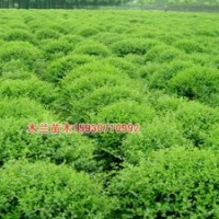 金葉女貞報價河北木蘭苗木種植基地