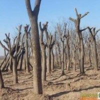 8公分國槐、法桐、垂柳、合歡、白蠟
