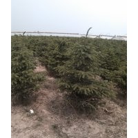 大量供應紅皮，青仟云杉1.5-2米