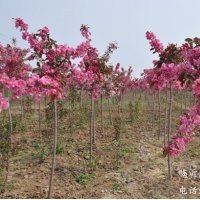 供應(yīng)世標(biāo)一號(hào)速生彩葉海棠