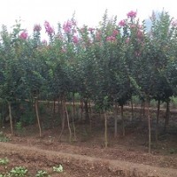 供應紫薇、獨干紫薇、叢生紫薇、百日紅