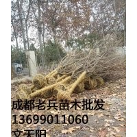 老兵苗木園藝場出售四川高桿櫻花