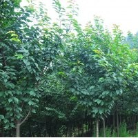 四川櫻花|三郎櫻花|高桿櫻花|成都櫻花|櫻花基地|櫻花批發(fā)