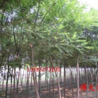 基地供應國槐1--4公分國槐10000棵