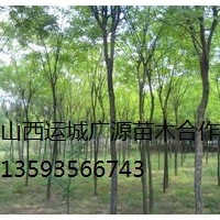 國槐出售、2-3公分國槐低價供應