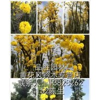 大規格球形多花黃花風鈴木