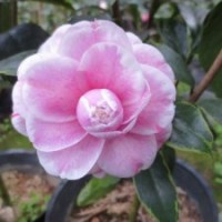 【金邊十八學士】茶花 辦公室花卉 書房盆栽 鮮花園藝 綠植花盆苗
