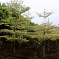 規模宏大大量供應優質園林綠化苗木錦葉欖仁 花葉欖仁