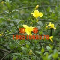 出售迎春、迎春哪里多、到哪買迎春、迎春基地、賣迎春