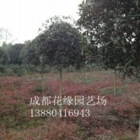 供應四川桂花