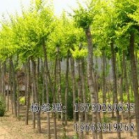 金葉榆價格，河北長期出售優質金葉榆