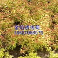 江蘇金焰繡線菊價格、江蘇金焰繡線菊供應、江蘇賣金焰繡線菊