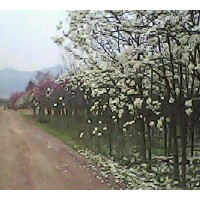 供應白玉蘭，紅玉蘭，廣玉蘭