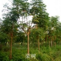 供應國槐苗欒樹苗垂柳秒速生柳苗