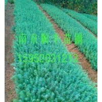 雪松小苗價格.雪松小苗