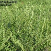 紅葉碧桃，平枝荀子，水臘，迎春，繡線菊，黃櫨