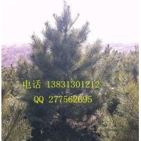 常年出售油松， 具有1.5米到8米不同規格的油松苗以及其他綠化苗