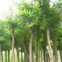 河北國槐