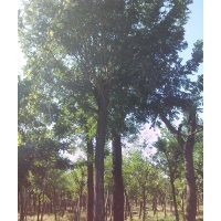 供應(yīng)30-40公分國(guó)槐