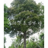 供應合歡、大葉女貞、欒樹、法桐、國槐、櫻花、木槿
