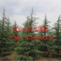 供應；大雪松，小雪松，工程苗雪松，一級苗雪松