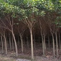供應：大葉女貞，紅葉李，紫薇，白玉蘭，石楠球，海桐球等綠化苗