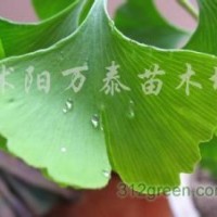 供應意楊、紅葉楊、國槐、垂柳、法桐、銀杏