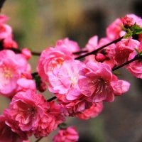 供應榆葉梅、珍珠梅、金絲梅、紅葉桃、碧桃
