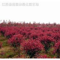 應紅葉石楠、月季、水蠟、連翹、品種月季、石楠
