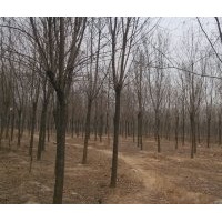 12-18公分國槐