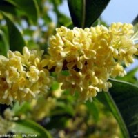供應桂花樹苗 桂花樹苗木的價格 桂花樹小苗批發