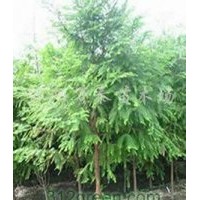 供應意楊、紅葉楊、國槐、垂柳、法桐、銀杏
