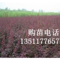 供應：紅葉小檗、金葉女貞，紅楓、紅瑞木