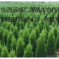 蜀儈出售、2-3米以上大量蜀儈、貨源充足、價格優惠