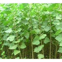 山東三倍體毛白楊經銷商哪家口碑好