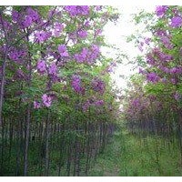 香花槐出售、2、3公分以上低價香花槐優惠供應