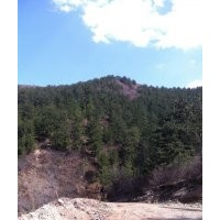本人出售4米-8米不同規格油松苗木