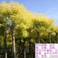 大量供應3—15公分高矮嫁接金葉、金枝國槐、金葉榆。