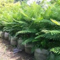 貴州藍花楹，貴州藍花楹價格，四川藍花楹