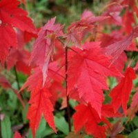 美國改良紅楓 （十月光輝） 紅楓批發 紅楓圖片 紅楓樹種 紅楓供
