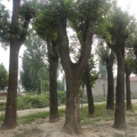 出售8-45公分皂角400棵 8-45公分國槐大量 大規格合歡 法桐