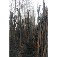 出售8-15國槐