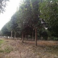 專供桂花樹
